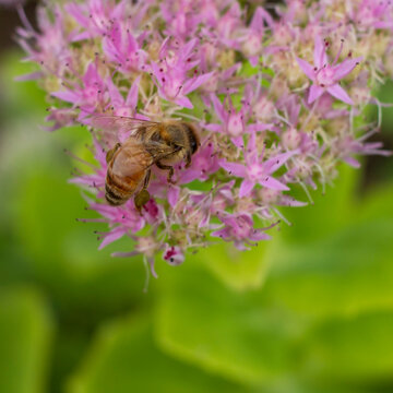 Bee on sedum flower