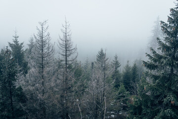 Der Harzer Wald versinkt im Nebel