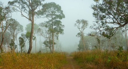 The sunlight in the natural forest through the mist creates a mysterious atmosphere.Ecotourism concept.