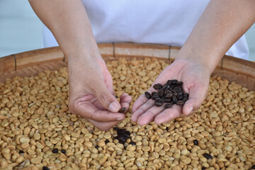 The coffee gardener in white shirt is picking up and explaining the quality of coffee to the travelers and buyers.