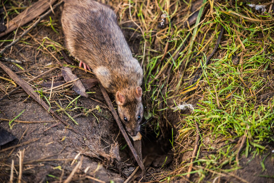 Brown rat hiding in a hole on muddy ground