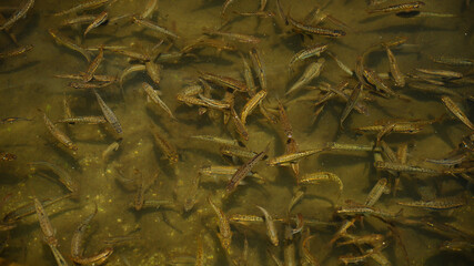 A bank of wild trouts swimming and feeding in their natural habitat. Galcescu Natural Park, Parang Mountains, Carpathia, Romania