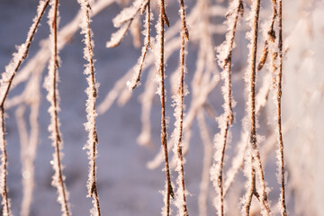 Winter background. Snow-covered birch branches on a blue background