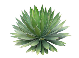 Agave plant isolated on white background.This has clipping path.