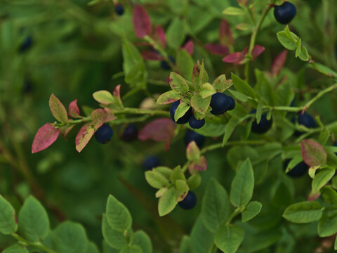 Closeup view of blueberry (vaccinium myrtillus, bilberry) bush with blue colored berries and green leaves on Hinnøya island, Vesterålen, Norway in late summer. Focus on fruits in center-right.