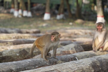 Small money sitting over some cut tree trunks or stumps looking confused in the largest mangrove forest Sundarbans, Bangladesh -a conceptual photo of deforestation 
