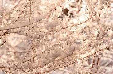Snow-covered branches of a plant