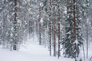 Winter landscape. Forest, trees, pines