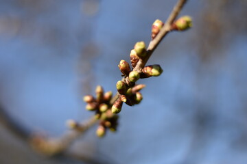 Knospen einer Kirsche