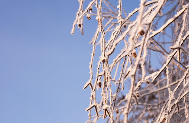 Snow-covered birch branches against the blue sky