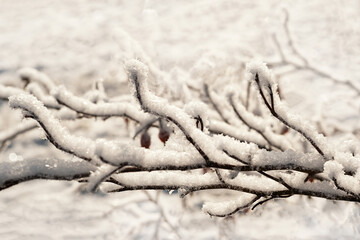 Snow-covered branches of a plant. Winter background