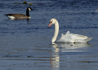 One mute swan in a blue pond