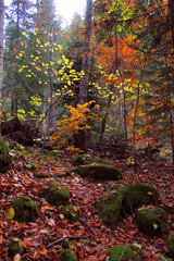 autumn forest in the morning