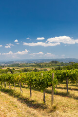 Fototapeta na wymiar Vineyard near San Gimignano, Tuscany, Italy