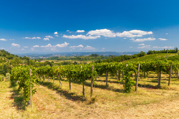 Fototapeta na wymiar Vineyard near San Gimignano, Tuscany, Italy