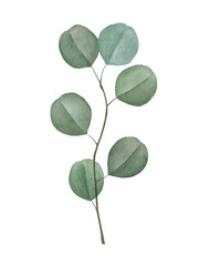 Obraz premium Watercolor silver dollar eucalyptus branch