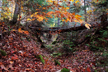 autumn leaves on the ground
