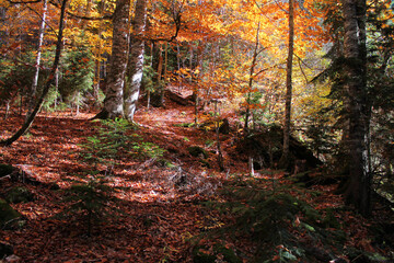 autumn in the forest