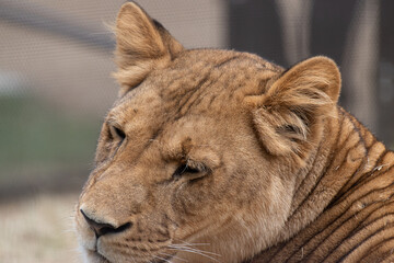 振り向くライオン