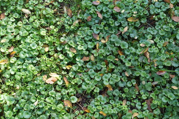 Backdrop - Glechoma hederacea covered with fallen leaves in mid October