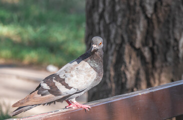 bird dove close-up stands on a park bench