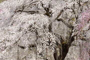 秩父　清雲寺の枝垂桜