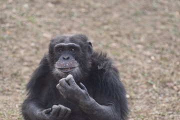 表情豊かなチンパンジー