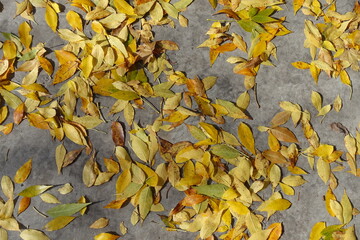 Bright and colorful fallen leaves of ash tree on concrete pavement in October
