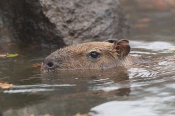 水の中のカピバラ