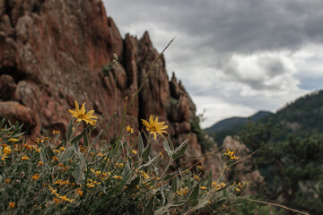 Flowers and grass are on red ground. 