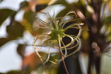 Samen der Clematis