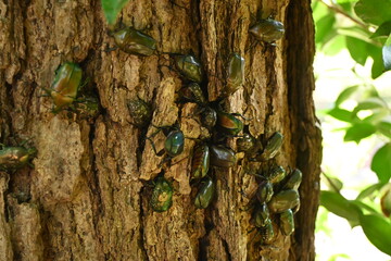カナブンとハナムグリ