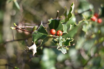 Stechpalme (Ilex) mit roten Beeren