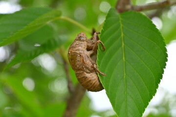 セミの抜け殻