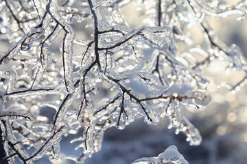 Ice covered branches of tree