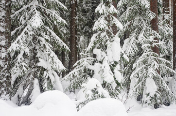 Winter landscape. Forest, snow