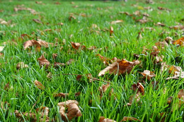 Light brown fallen leaves in the grass in October
