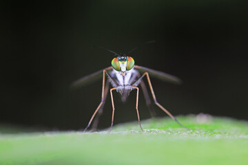 A tabanid perches on a green leaf in North China