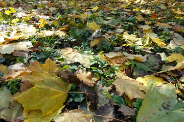 A lot of fallen leaves of maple in the grass in mid October