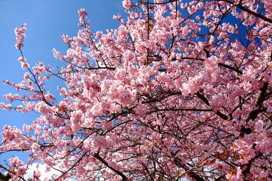 青空に映える河津桜のアップ写真