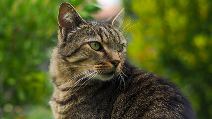 Portrait d'un chat typé européen, sur un fond verdoyant