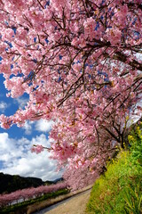 青空に映える河津桜と菜の花