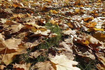 Closeup of fallen leaves of maple on the ground in mid October