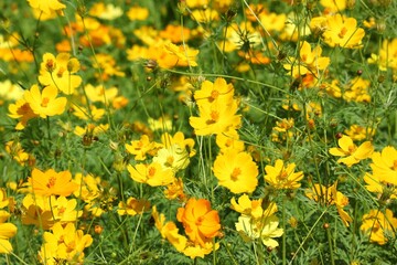 yellow flowers in spring