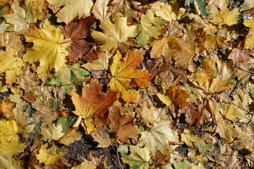 Obraz premium Dry fallen leaves of maple on the ground in October