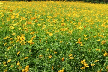 field of yellow flowers