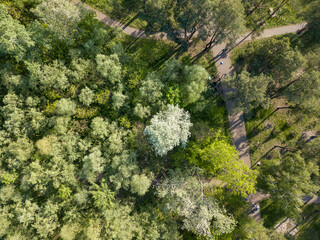 Aerial drone top view. Walking paths in the park.