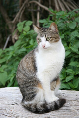 石垣島の見返り猫