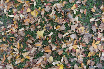 Backdrop - fallen leaves of rowan covering the ground in October