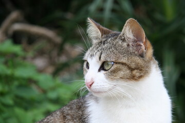 石垣島の見返り猫